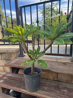 Plumeria plant ( White)
