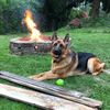 Dane