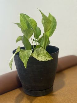 Marble Queen Pothos Plant, 6in