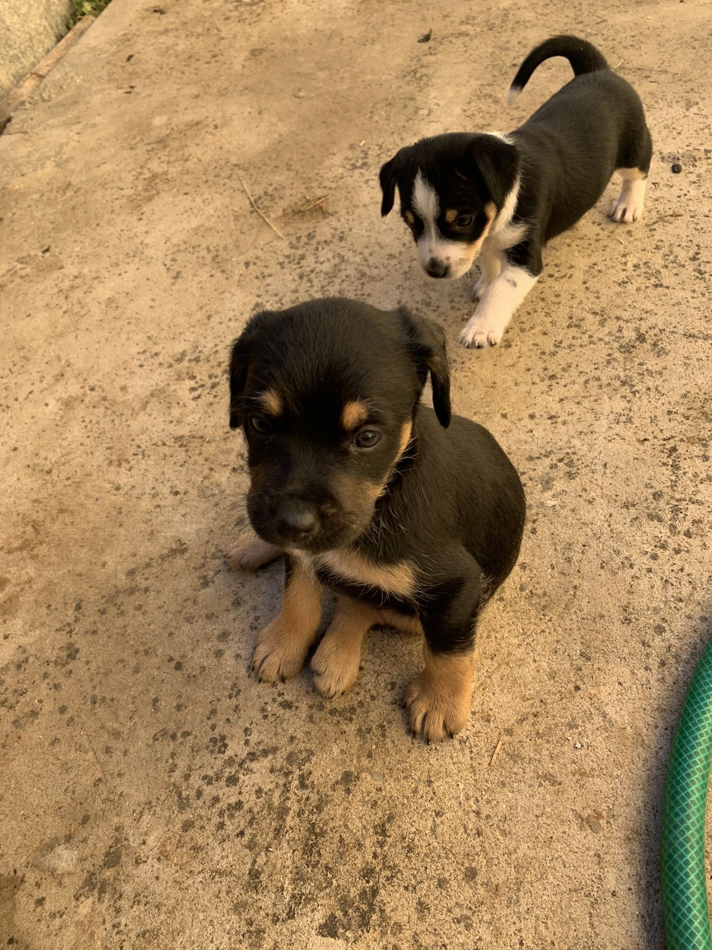 Free Puppies!!!! for Sale in Laredo, TX OfferUp