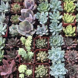 Succulents, Arrangements, Hanging Baskets, Party Favors