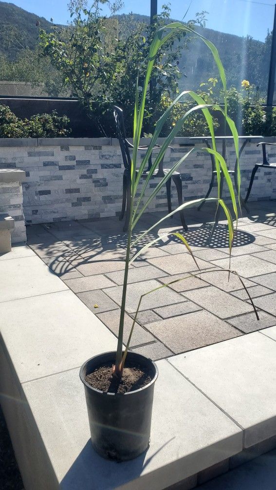 Lemon grass Plant