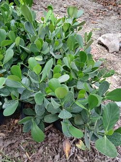 Clusia Sale! 3gl $4.50