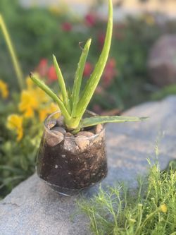 Hexagon Succulent Plant Arrangement 