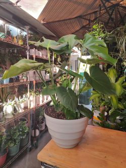 Monstera Deliciosa