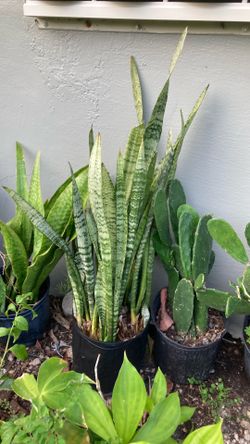 Plantas