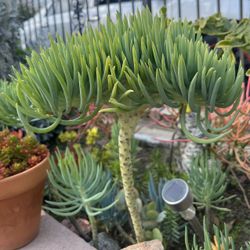 Beautiful Mermaid Tail Plant Succulent Flower Home Garden Yard Lawn Sencio Vitalis