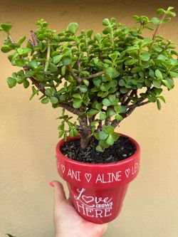 Beautiful bonsai tree