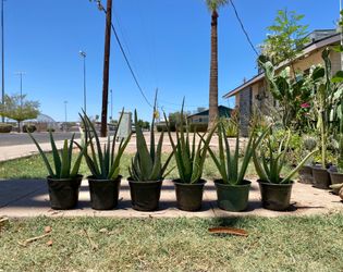 Aloe Vera