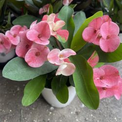 Crown Thorns Plants Big Flowers 🌺 