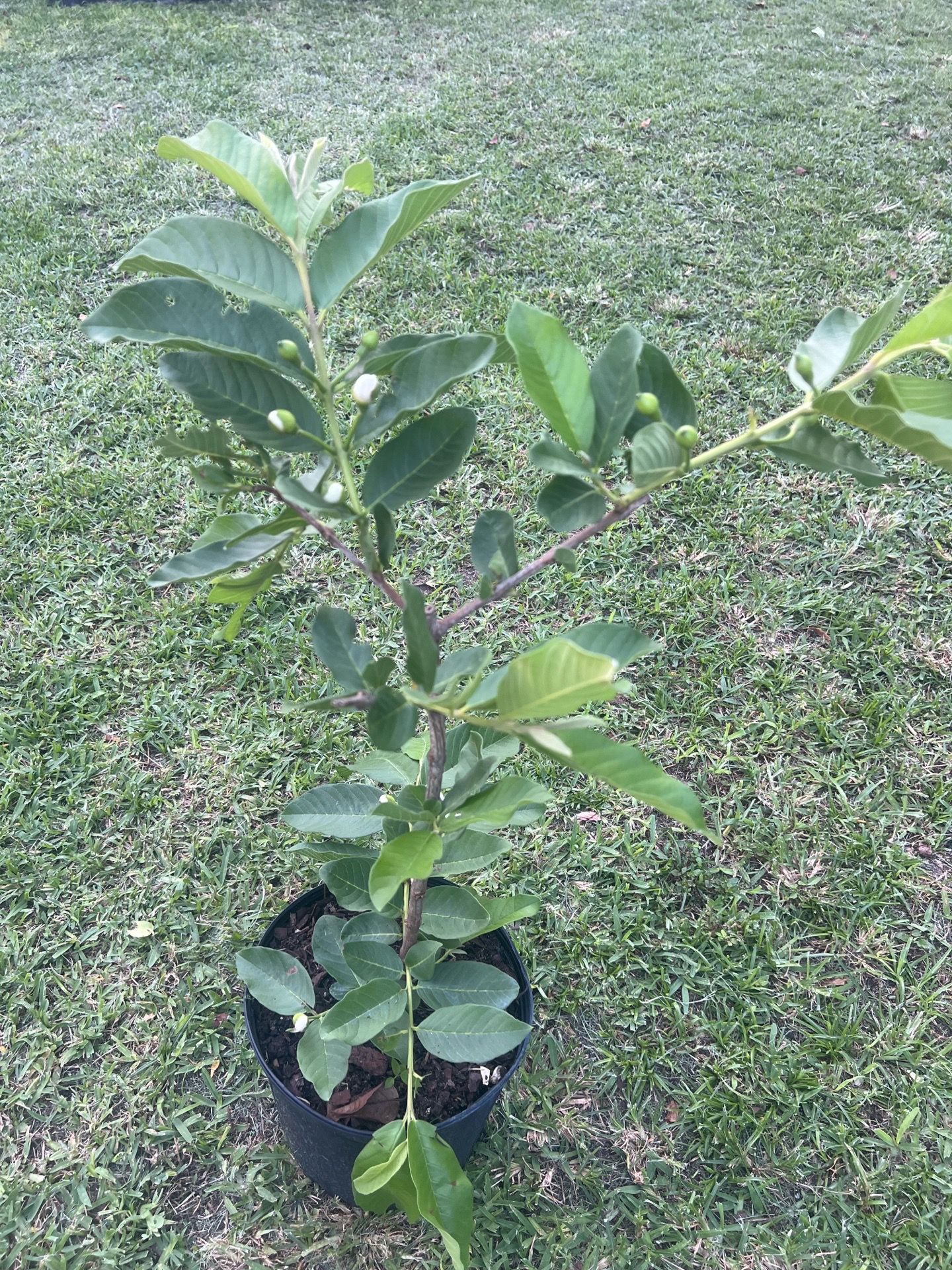 WHITE GUAVA ( 3 gallon pot) Grafted fruit tree