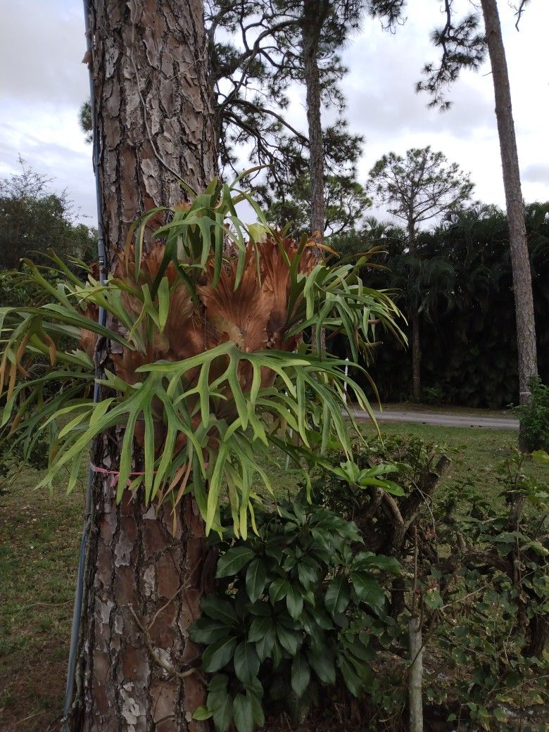 Large Staghorn Fern