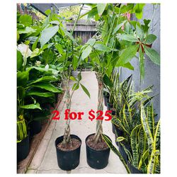 Plants (10”pot🌿Money tree 2 for $25)