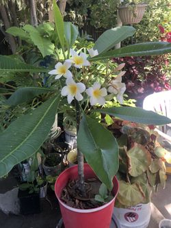 Ornamental plant