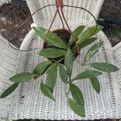 Hoya Pubicalyx Splash - 6” Hanging Pot - Rare Tropical Houseplant