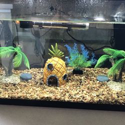 10 Gal Complete Aquarium READY TO GO