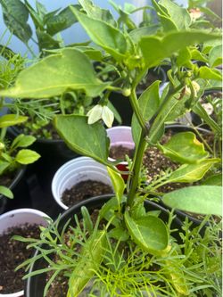 Jalapeño plants