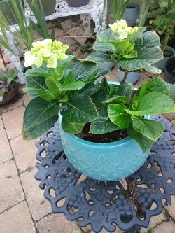 Lime Hydrangea in Ceramic Pot
