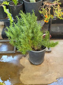 Rosemary plant