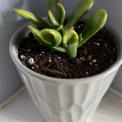 Live Houseplant, Crassula Ovata, Hobbit Jade, Shrek Ears in 5” Grey Ceramic Pot