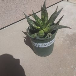 Aloe Vera