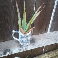 Succulent Plant In Vintage Mug