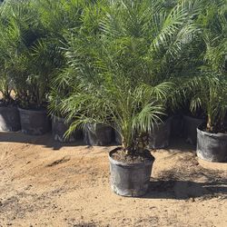 Pygmy pams 14" pots 3 feet tall