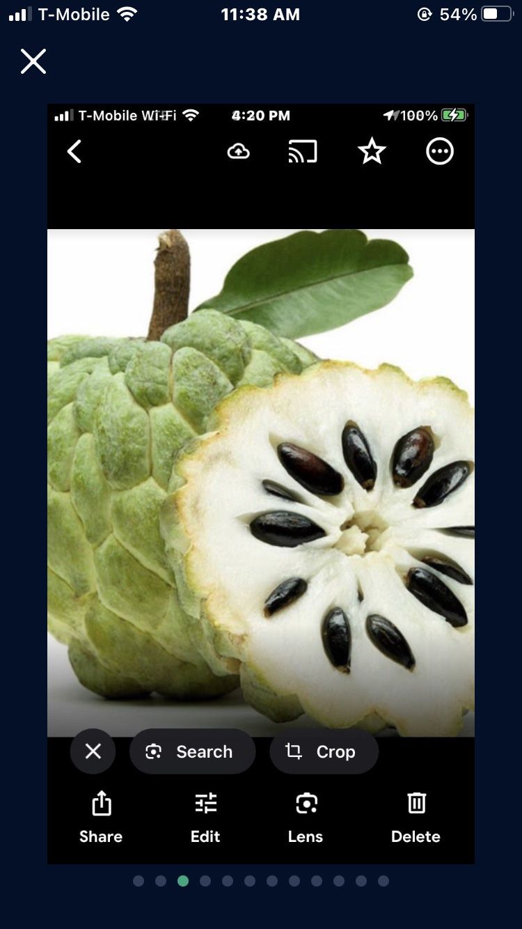 Sugar Apple Annona Squamosa Starter Sweet Pineapple Seedling Plant 1 Gallon Tree In 1 Gallon Pot Self Pollinator
