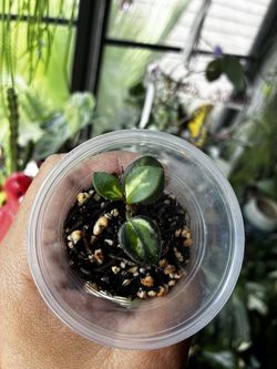 Hoya Mathilde variegated