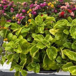 Swedish Ivy Succulent 