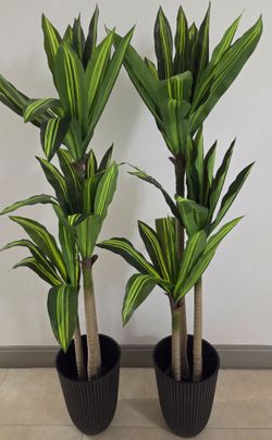 *** NEW LOW PRICE *** PAIR of 65" Faux Dracaenas in 14" Black Textured Planters (2 for $120) @ Lasting Creations