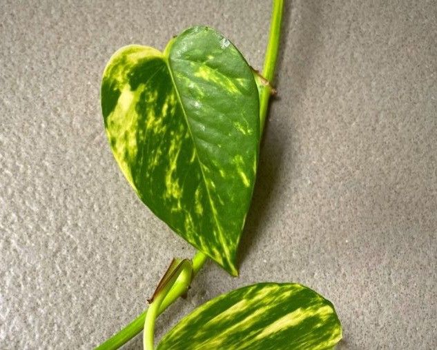 High Variegation Money Plant Pothos/ House Plant/ Indoor Plant/ Flower Patio Garden