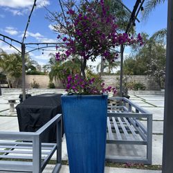 Purple Bougainvillea 