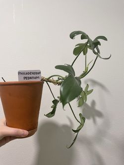 Philodendron - Pedatum 🟩