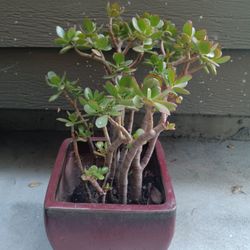 Jade in Red Ceramic Pot 