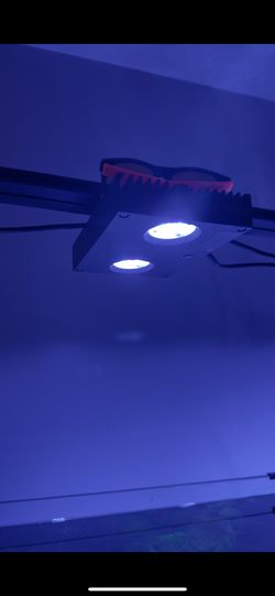 Reef Tank Light Hydra