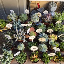 Beautiful and healthy variety of succulents and arrangements at lower than retail prices 