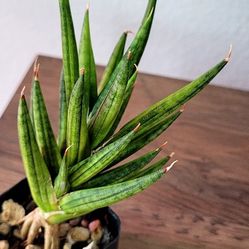 Sansevieria Francisii Variegata 