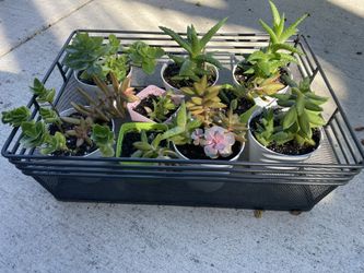 🪴Succulent Plants - Hoya, Organic Aloe Vera, Calandiva, Christmas Cactus