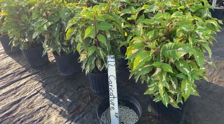 Caricature Plant – 3 Gallon | $12