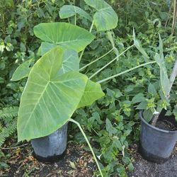 Colocasia Plant (Elephant Ear)