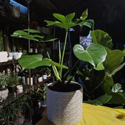 Monstera Deliciosa Indoor Plant