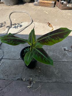 Cavendish Dwarf Banana Plant Tree