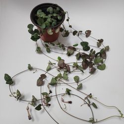 String Of Hearts Plant - Reverted Variegated Silver Glory 