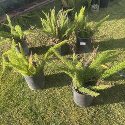 Fox Tail Fern , Magay And Chalk Stick Succulent 