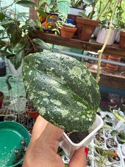 Hoya  latifolia snow queen