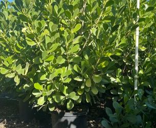 SALE! CLUSIA PLANT IN 15 GALLONS OVER 5' FEET TALL FOR ONLY $40 OPEN TODAY