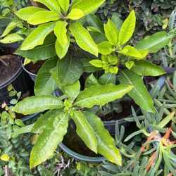 Decorative Green Plant 