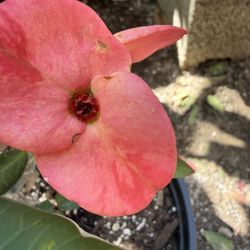 Corona De Cristo, California Sunset