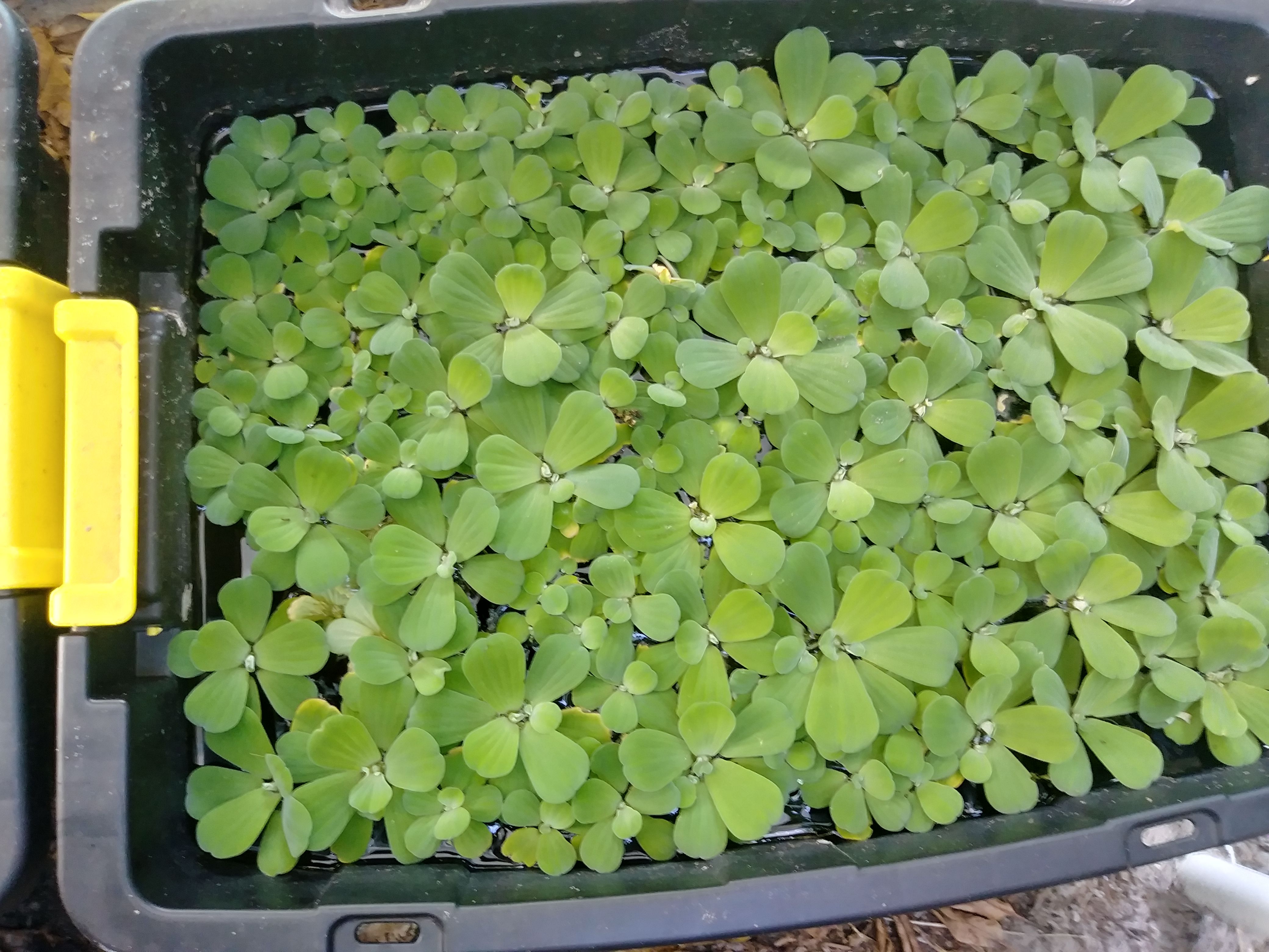 Water Lettuce